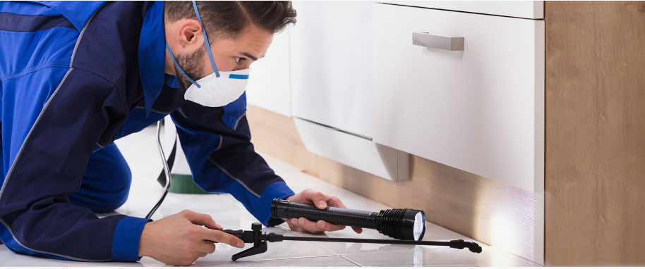 Lufkin pest xpert removal